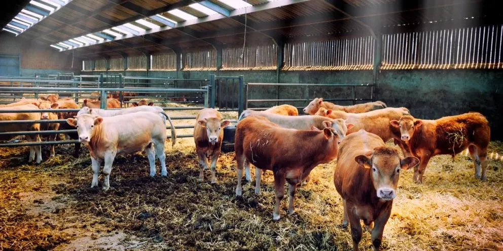Bassi aseguró que la carne no bajará de precio si se levanta la barrera sanitaria. 
