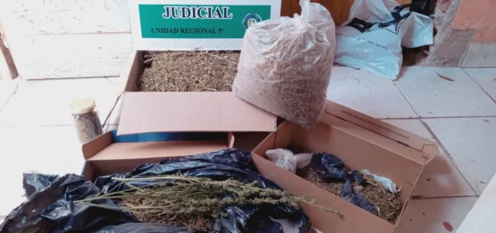 Durante el allanamiento, secuestraron una planta de marihuana, sustancias en proceso de secado y una balanza de precisión. Foto: Policía Río Negro