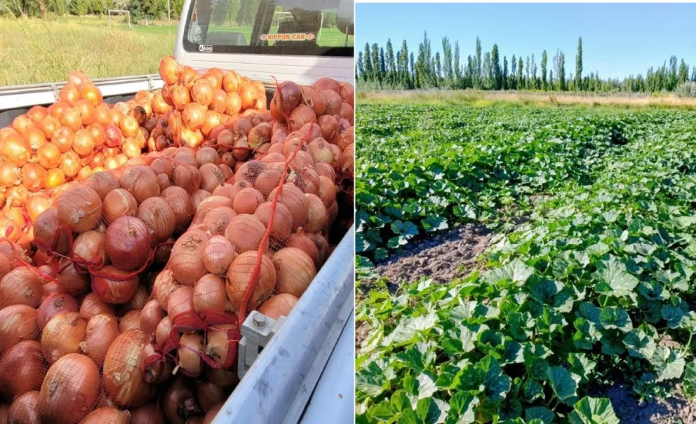 En los campos de la FACA, se cultivan hortalizas y frutas que luego son distribuidas en los distintos comedores de la UNCo. | Foto gentileza