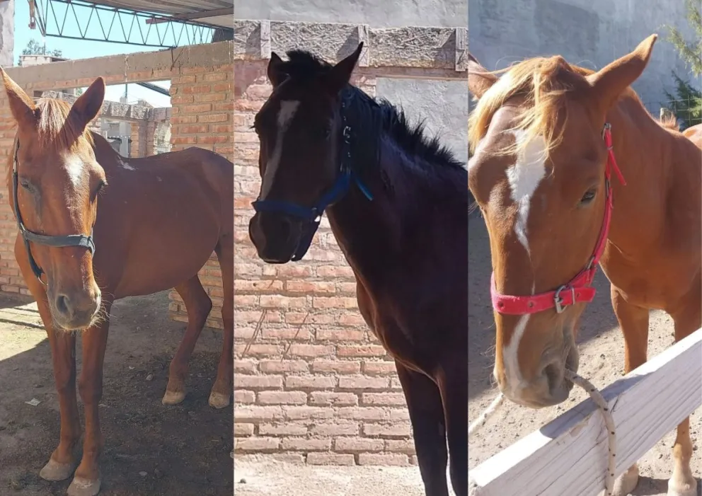 Los cuatro caballos viven en guarderías y Funpabia se encarga de ellos.