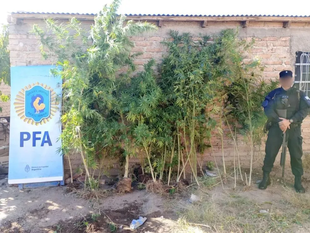 La plantas se encontraban en su etapa de floración y eran utilizadas para la comercialización. Foto: (Gentileza)