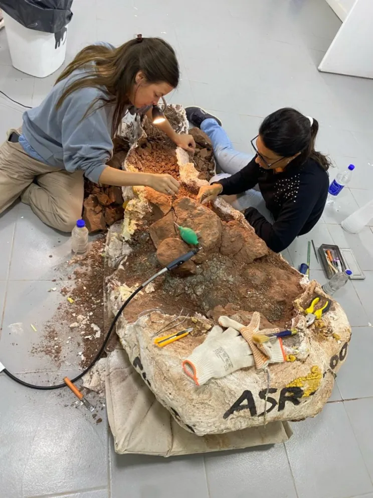 Los especialistas aún trabajan en la preparación del fósil. (Foto UNCo)