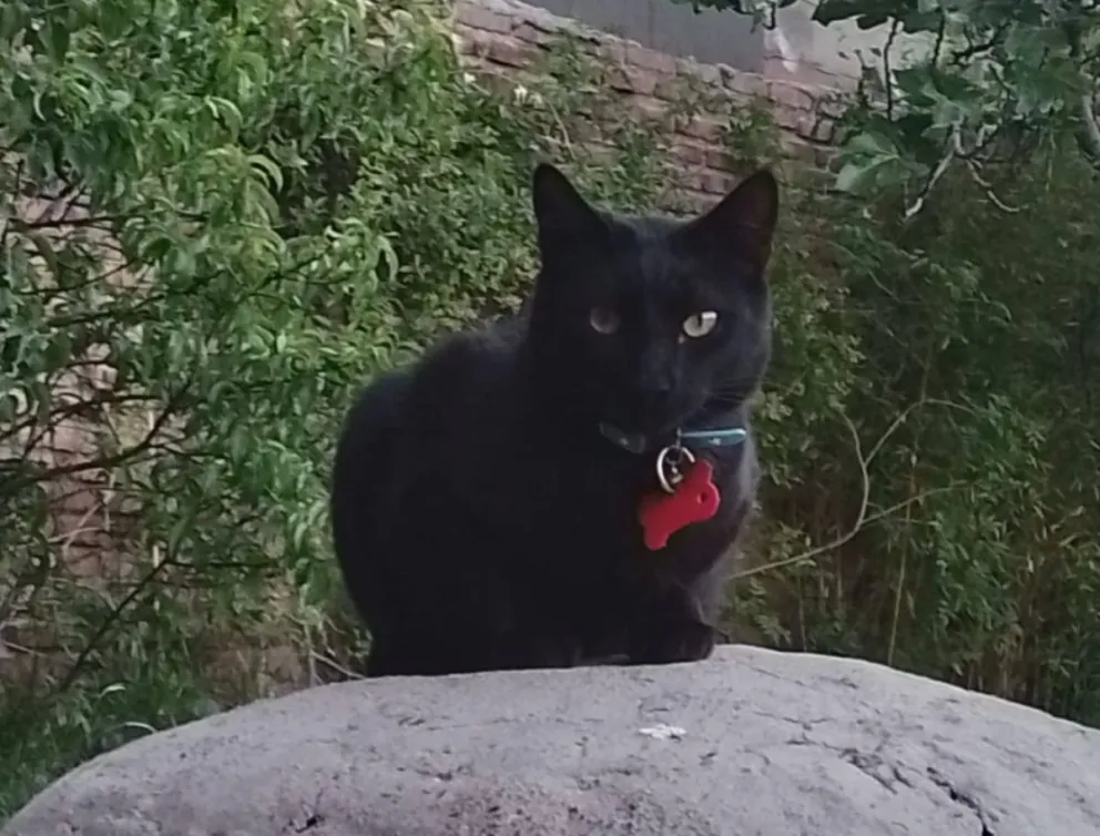 El gatito estaba desaparecido desde el 11 de julio, hace unos días atrás lo encontraron en Córdoba. | Foto gentileza