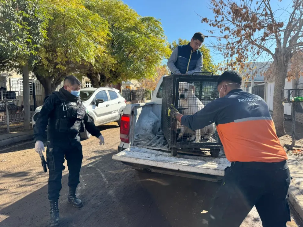 Personal municipal constató olores nauseabundos, ausencia total de condiciones sanitarias y la presencia de animales muertos en el patio. | Foto gentileza Municipalidad Cipolletti