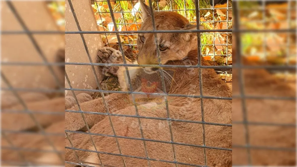 El puma fue trasladado sedado a la zona de Aucamahuida, en cercanías del Río Negro, donde fue liberado en su hábitat natural. | Foto gentilez Prensa Policía Neuquén.