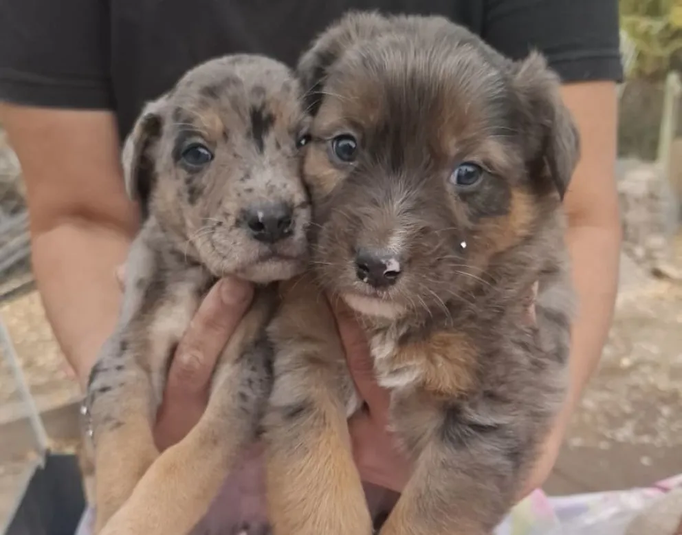 Los cachorros tiene 25 días de vida (imagen gentileza Daniela Luján)
