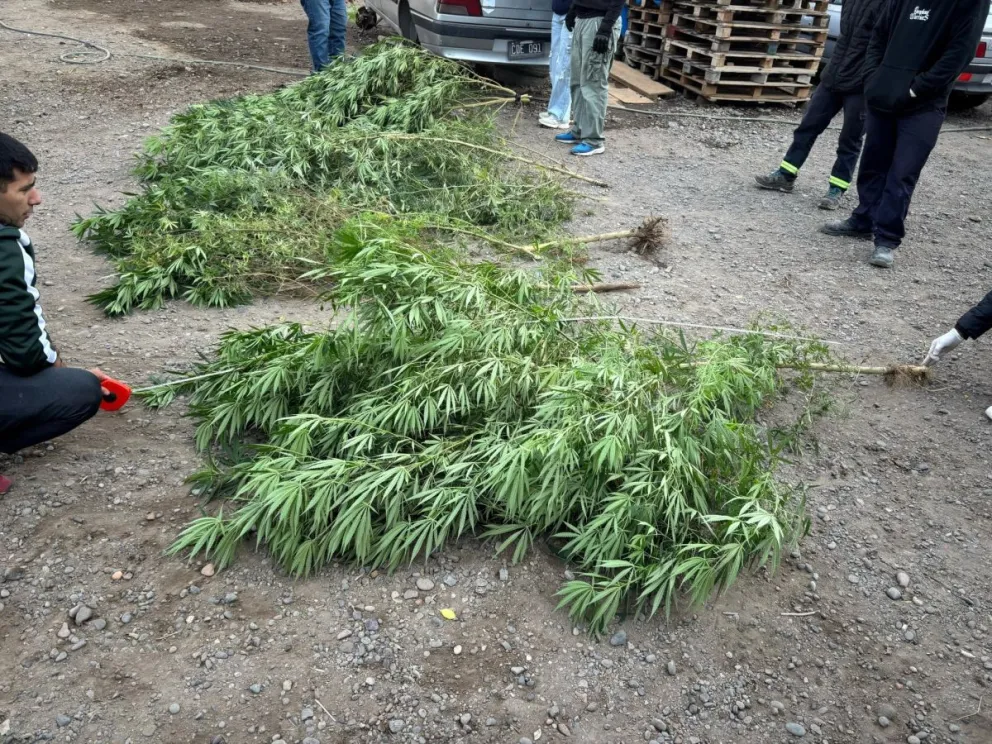 Durante el allanamiento encontraron nueve plantas de marihuana. Foto: gentileza.