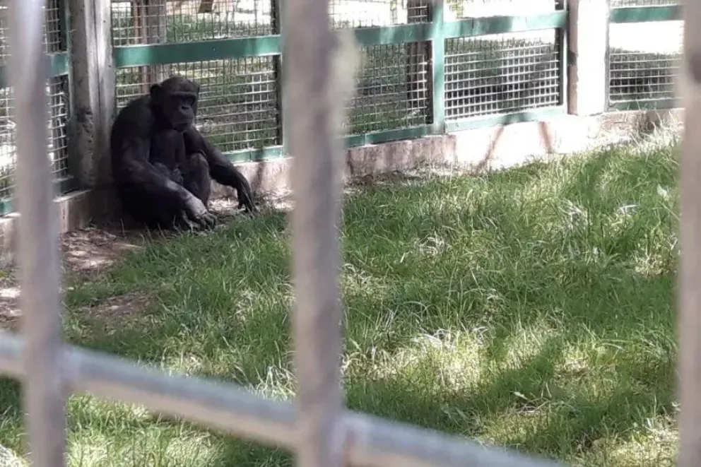Toti llegó a Bubalcó trasladado desde el zoológico de Córdoba en el año 2013 y poco tiempo después comenzó una causa judicial. | Foto archivo.