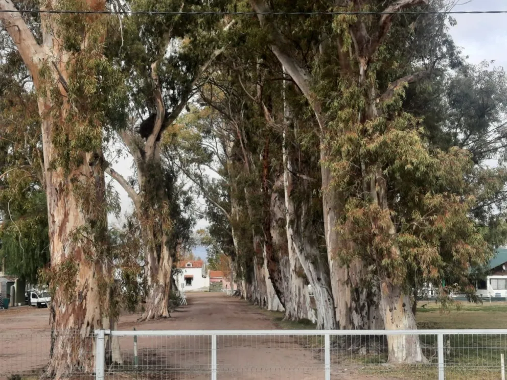 Marabunta pidió la autorización para quitar la histórica arboleda debido al riesgo que significa para las vidas y emprendimientos de la institución. Foto: Cipo360.