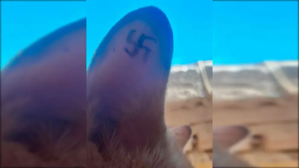 Uno de los animales rescatados en Allen con una esvástica tatuada en una oreja | Foto: ACPRAA