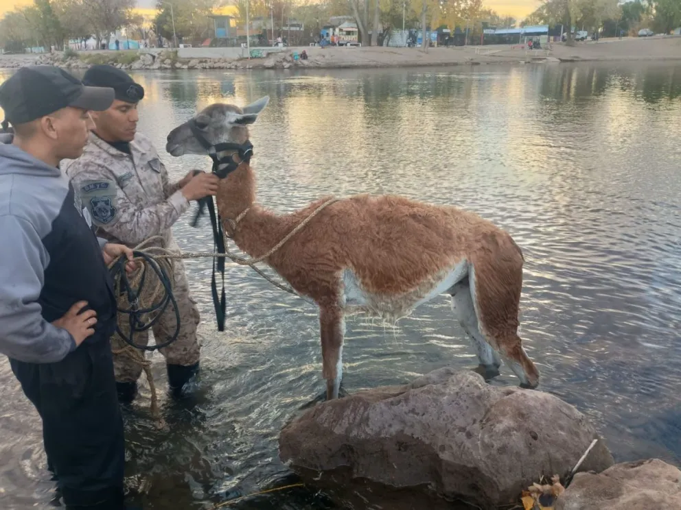El guanaco suele andar en manadas, por lo que llamó la atención la aparición de un ejemplar aislado. Estudian como devolverlo a la naturaleza. Foto: gentileza.
