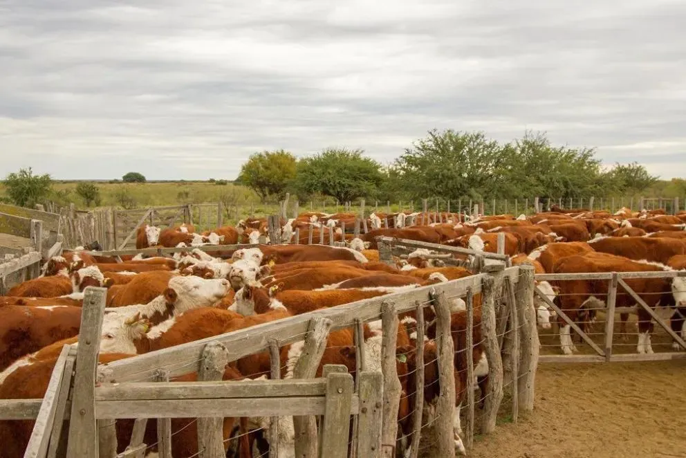 El fallo confirmó la responsabilidad de la arrendadora: el productor no pudo retirar su ganado y los animales desaparecieron. Foto (archivo)