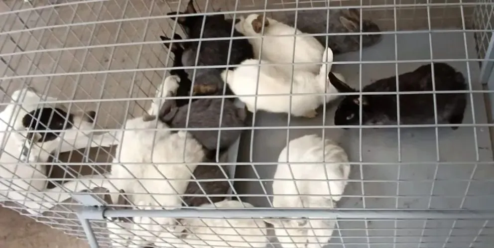 Había casi 50 animales viviendo en malas condiciones.