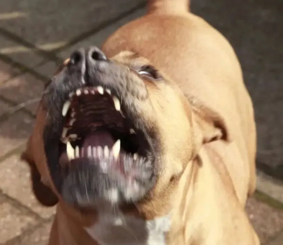 Él bebe de 14 meses que fue atacado por un pitbull adentro de una casa en Cipolletti.