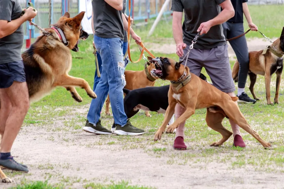 La directora del Hospital denunció que aumentaron los casos de ataques de perros, especialmente a niños. Y recomendó tomar más conciencia a sus propietarios. Foto: archivo.