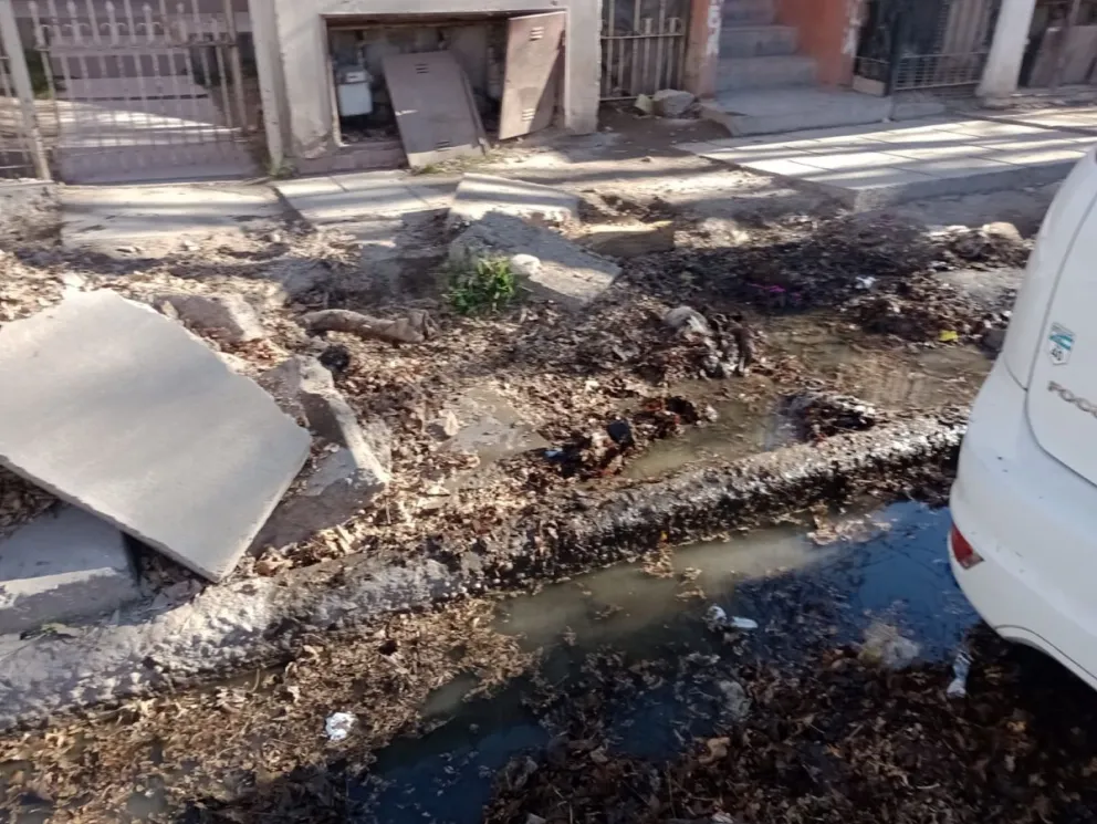 La situación se agrava porque, si bien la vecina ya cuenta con la autorización correspondiente para sacar el árbol, no puede afrontar los costos. | Foto gentileza