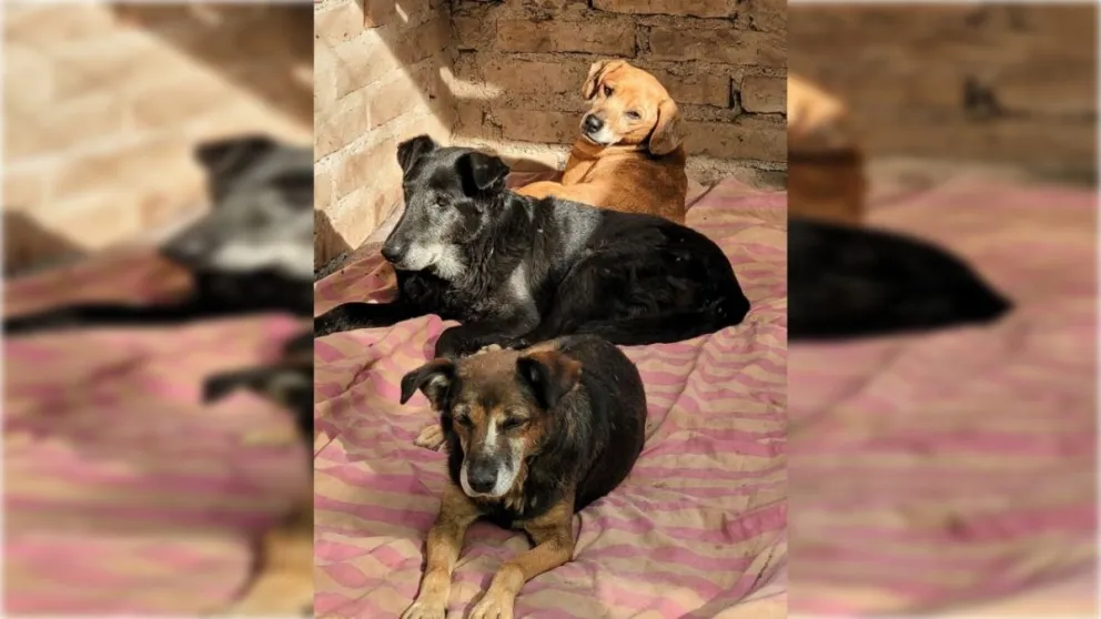 Hay perros que pasan toda su vida en la ex perrera. (Foto Fundación SOS)
