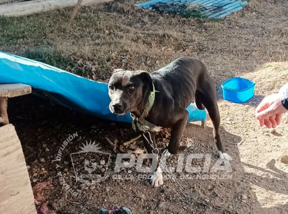 La perrita se encontraba con un preocupante estado físico, muy desnutrida. Ya fue puesta a resguardo de una repartición municipal. Foto: Policía Neuquén.