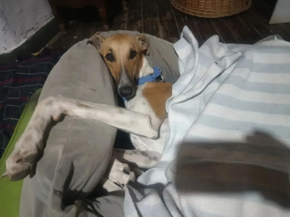 Peperina es buscada desde el sábado 5 julio, desapareció de una zona de chacras.