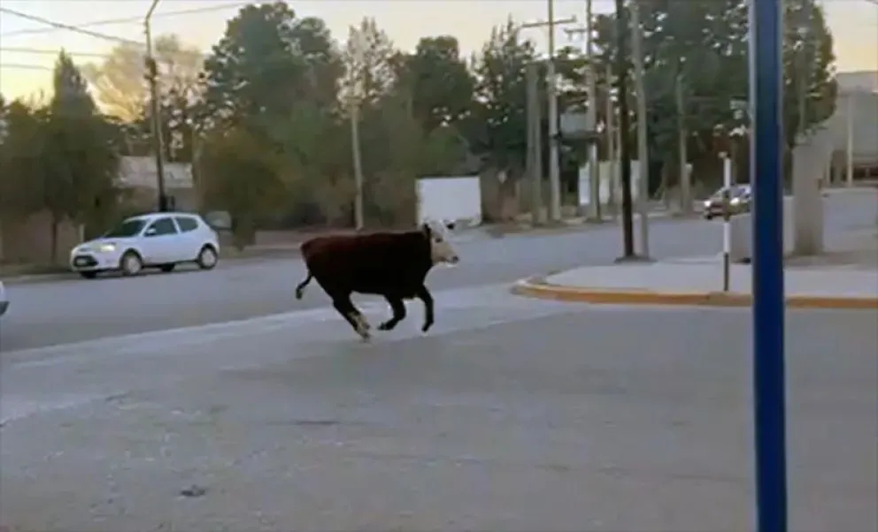 El animal recorrió a la carrera varias calles de la zona céntrica de Huergo sorprendiendo a quienes transitaban a esa hora. (Foto gentileza)