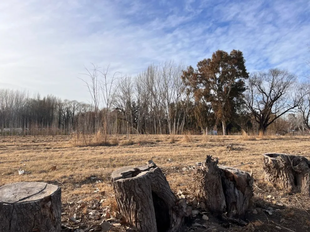 El vivero funciona a pleno y en esta época se hace la entrega a quienes lo soliciten. (Fotos Cipo360)