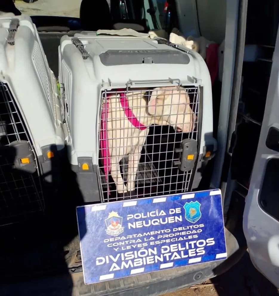 Se trataba de un perro especie pitbull. (Foto Subsecretaría de Ciudad Saludable)