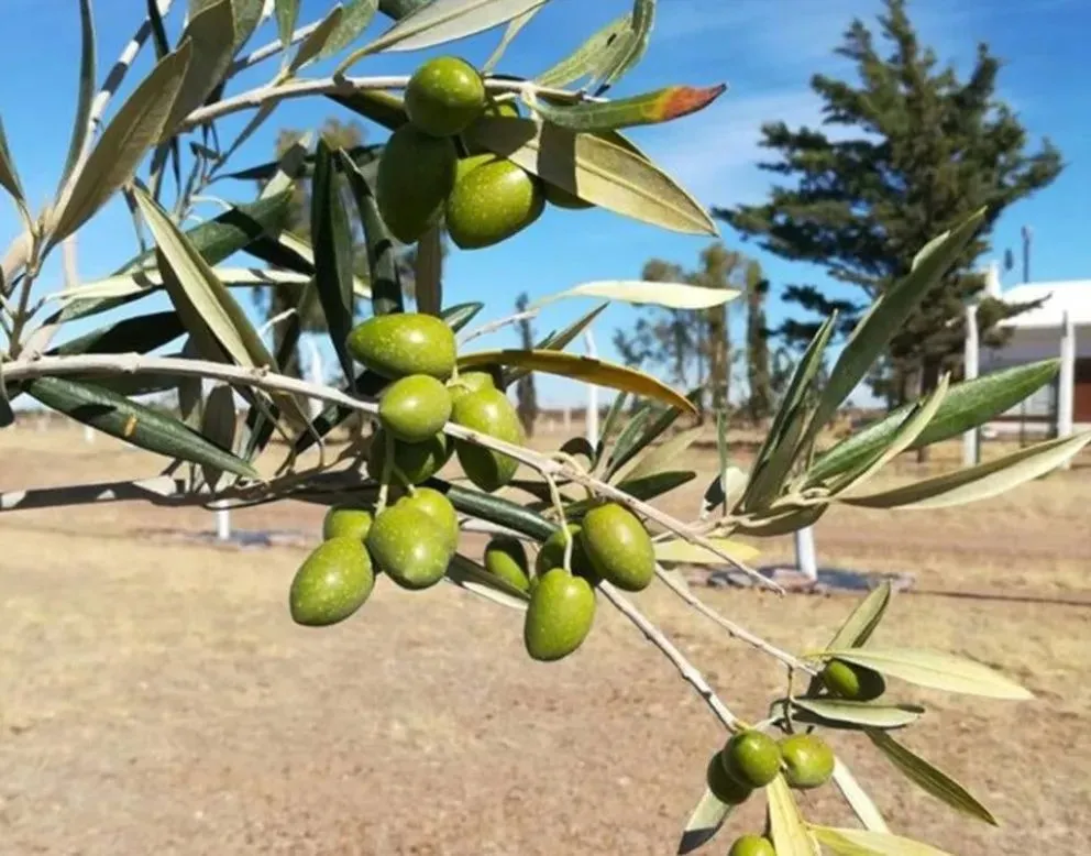 Río Negro tiene su mayor plantación de oliva en San Antonio Oeste.  | Foto Noticias Net