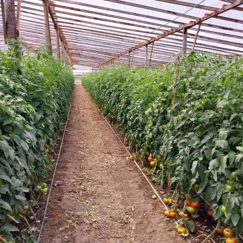 Los invernaderos y su producción son de enorme utilidad en la región sur rionegrina. | Foto NoticiasNet