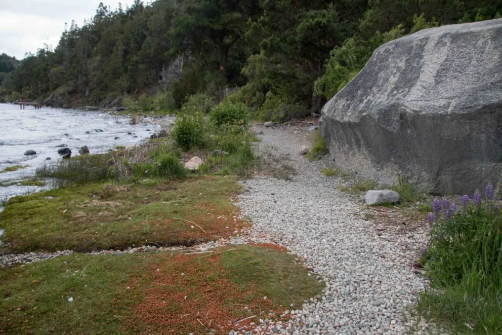Sendero en la zona de lago Moreno 