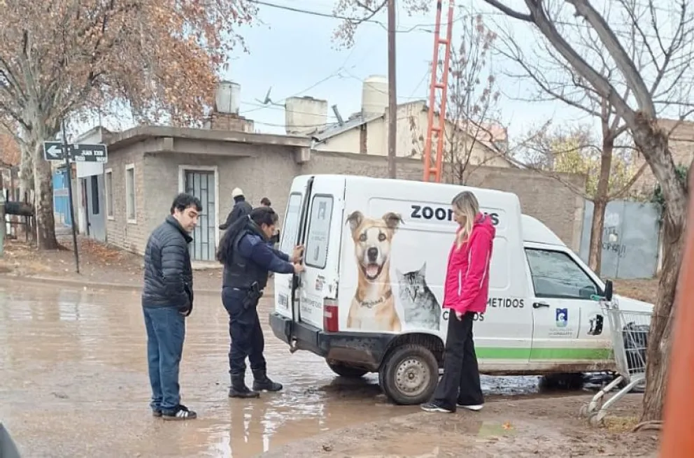 Cuatro perros y un loro fueron rescatados de un domicilio ubicado en Naciones Unidas y Juan XXIII. Los animales quedaron a resguardo de Funbapia.