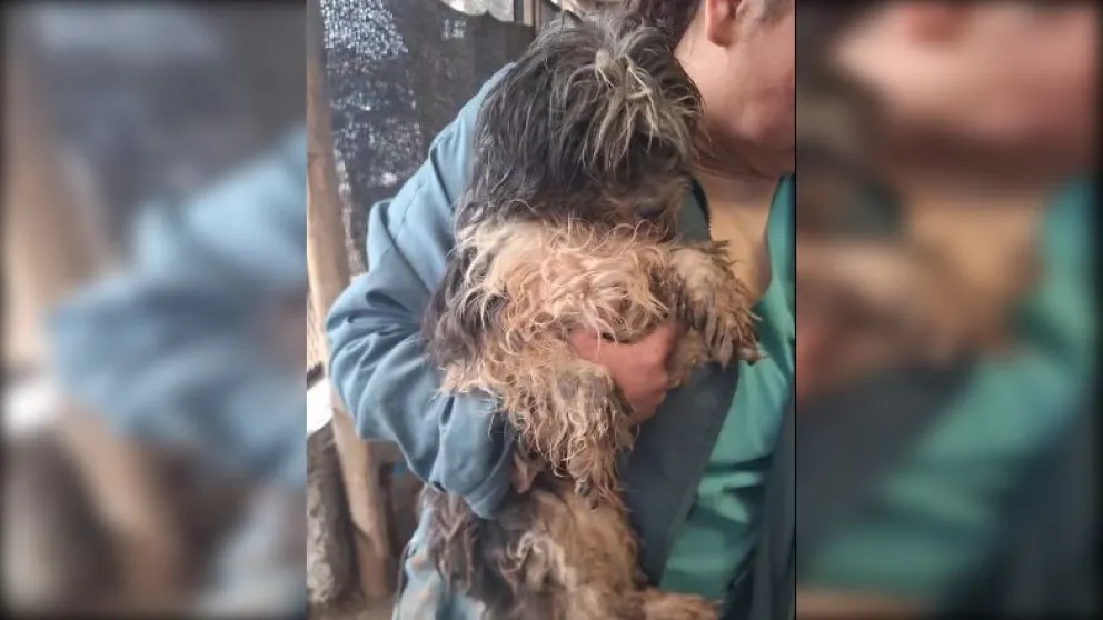 Hay cuatro perros con distintas complicaciones y un loro en condiciones críticas. (Foto Funpabia)
