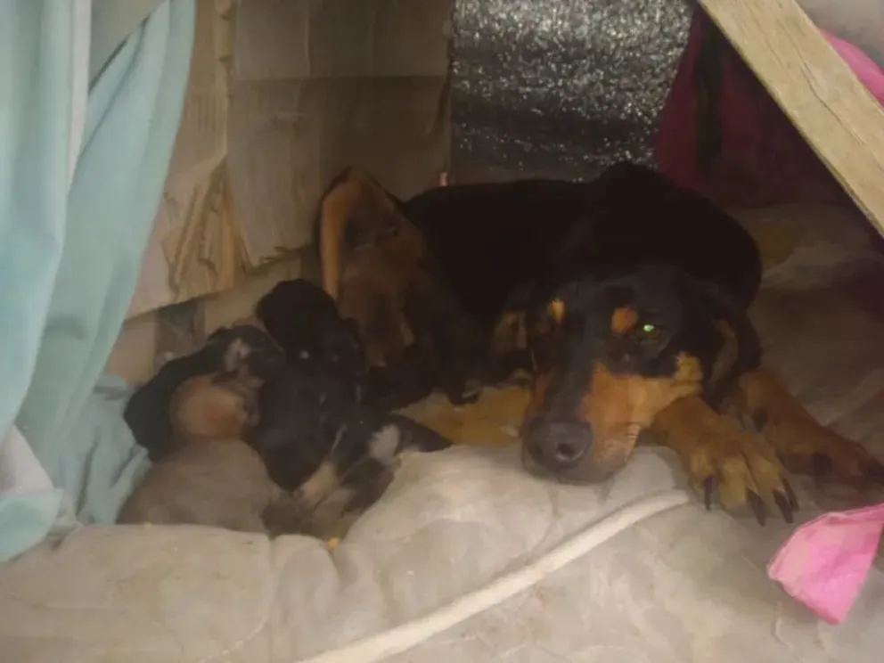 Rosita es una perra mestiza mediana muy querida por su familia y los niños de su cuadra. Foto. ANRoca