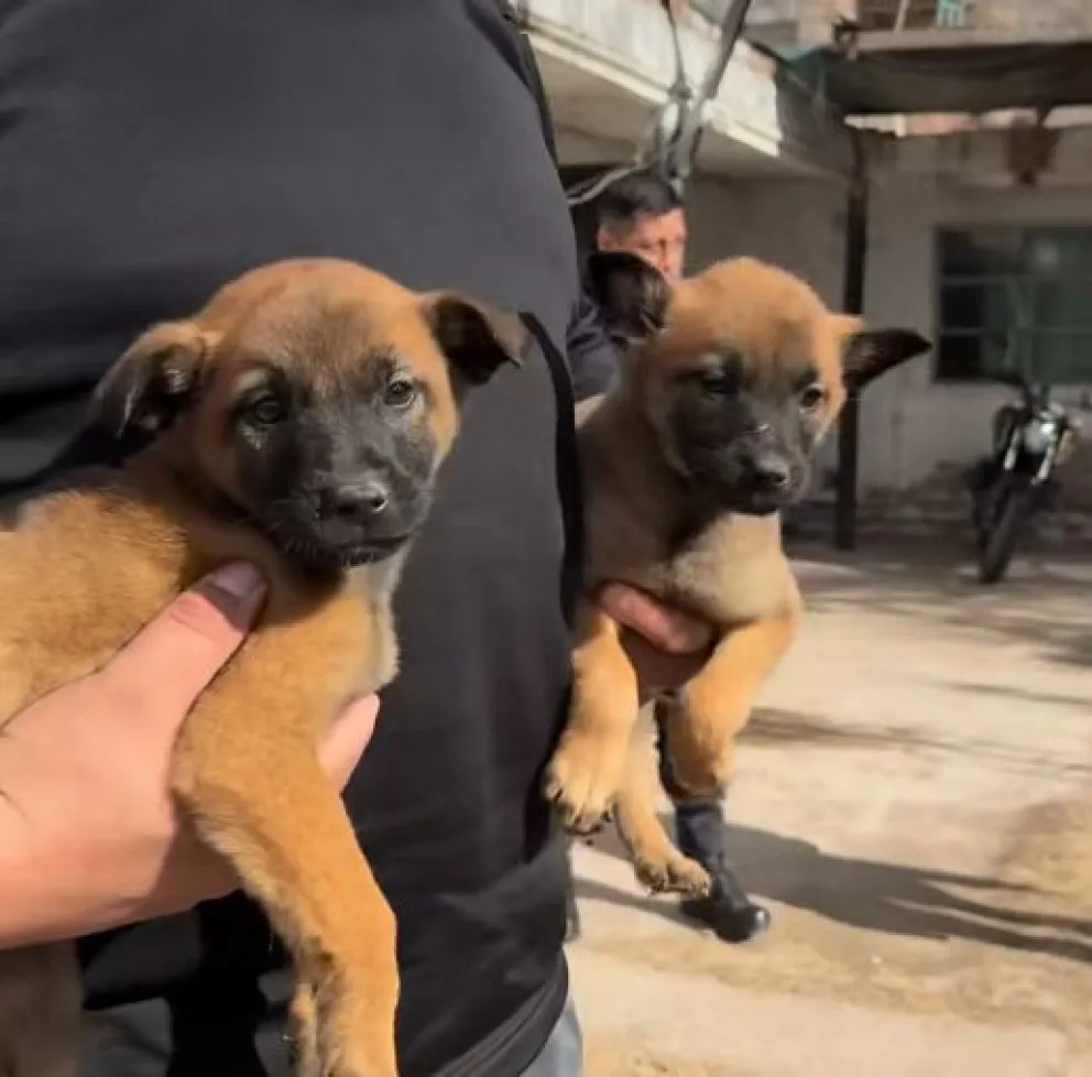 Se trata de cachorros Pastor Belga que se incluyen a los perros que ya trabajan actualmente en la Policía. 