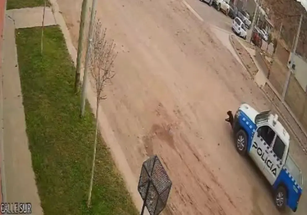 En la cámara se ve como el perro no alcanza a ir más rápido que la camioneta (imagen gentileza)