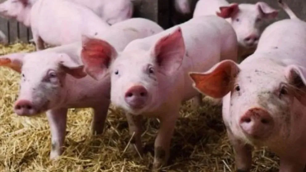 La transformación se enmarca en la producción porcina y agrícola. | Foto archivo