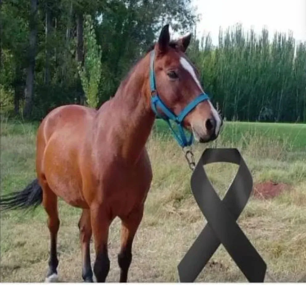 El hallazgo del animal generó indignación y dolor. Foto (redes sociales)