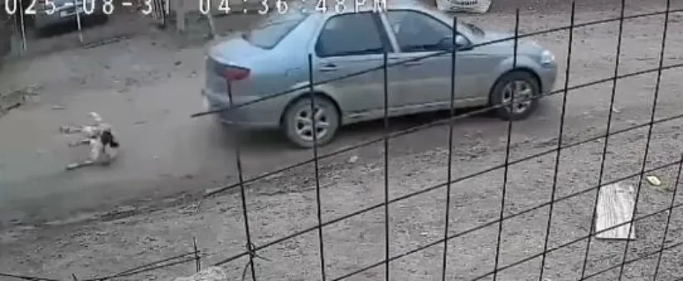 La perrita quedó sufriendo del dolor en la calle. 