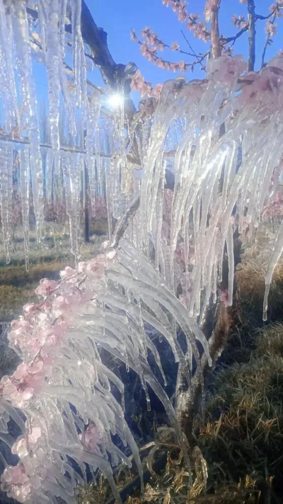 En la zona de Alberdi hubo chacras con -5º C, en Chichinales con -6º C y cerca de la costa en Regina fue de -7ºC (Fotos gentileza).