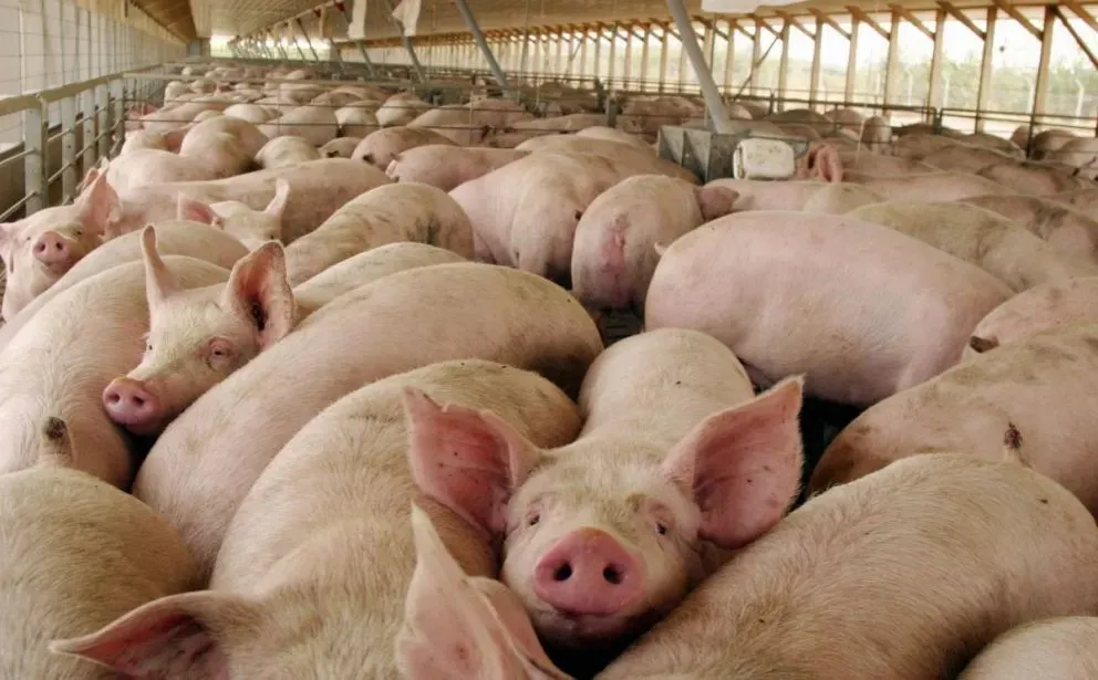 La actividad requiere inversiones significativas e indican que a nivel país, el consumo de carne de cerdo ha tenido un crecimiento importante. | Foto archivo