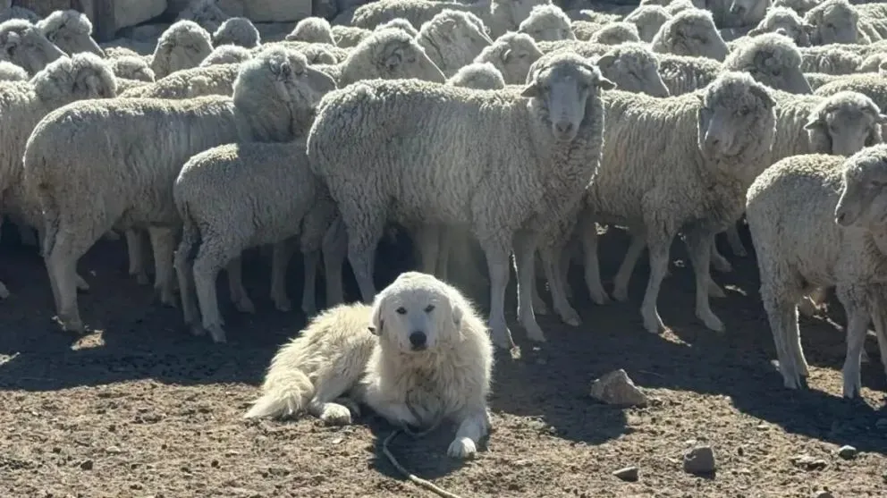 El Ministerio de Desarrollo Económico y Productivo dispuso líneas de crédito para la adquisición de perros y promovió estas instancias junto al INTA. | Foto gentileza