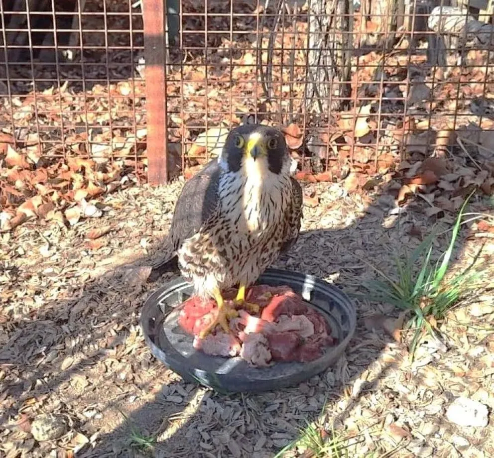 Un halcón peregrino adulto, fue rescatado en las últimas horas en General Roca. Foto (redes)