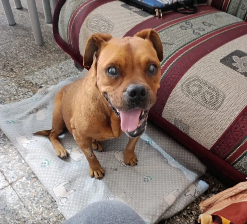 32 animales han logrado ser dados en adopción en estos meses. (Foto Funpabia)