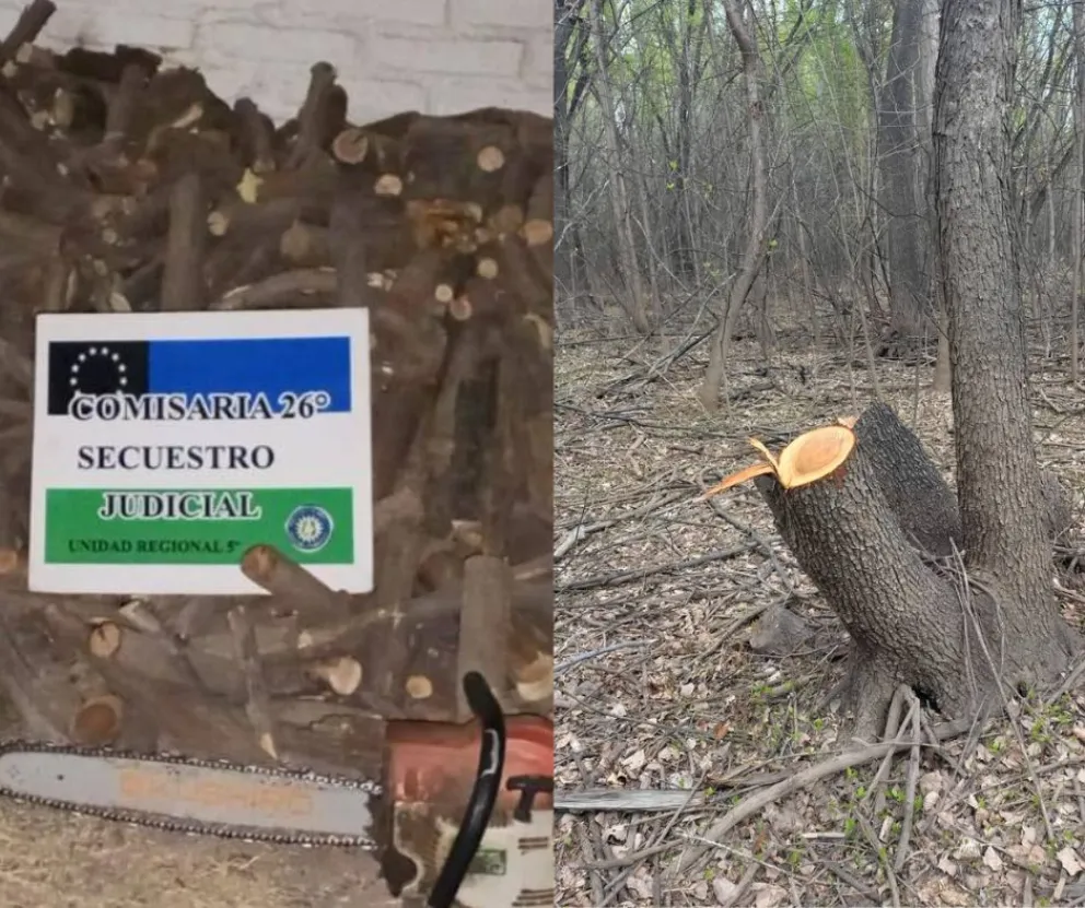 Toda la madera que fue hallada en la camioneta secuestrada. (Foto Policía de Río Negro)