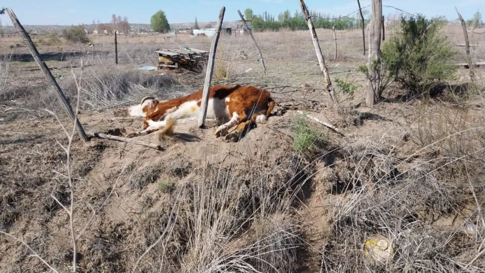 Denuncian inacción ante el abandono de ganado en una chacra. | Foto gentileza