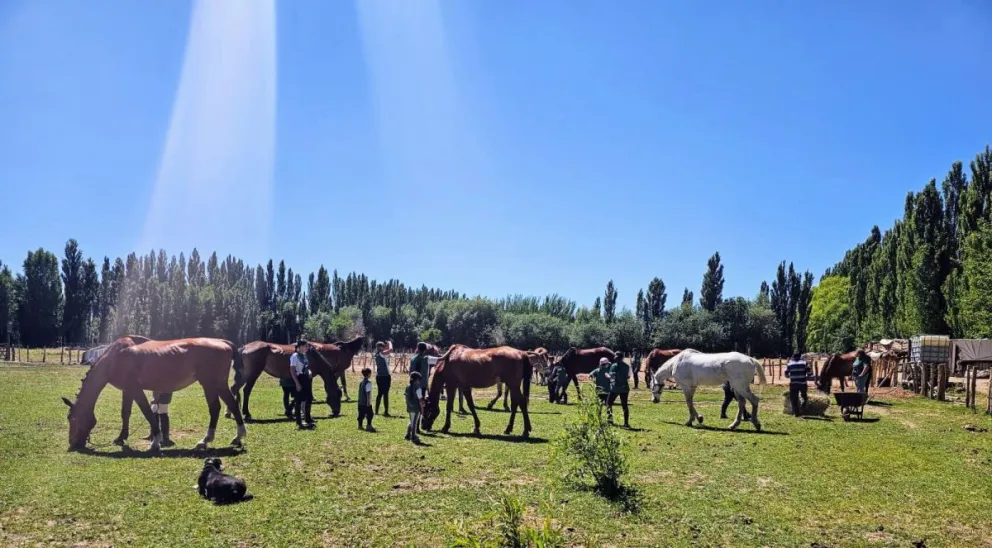 Actualmente hay 17 caballos trabajando con los alumnos. (Fotos Cipo360)