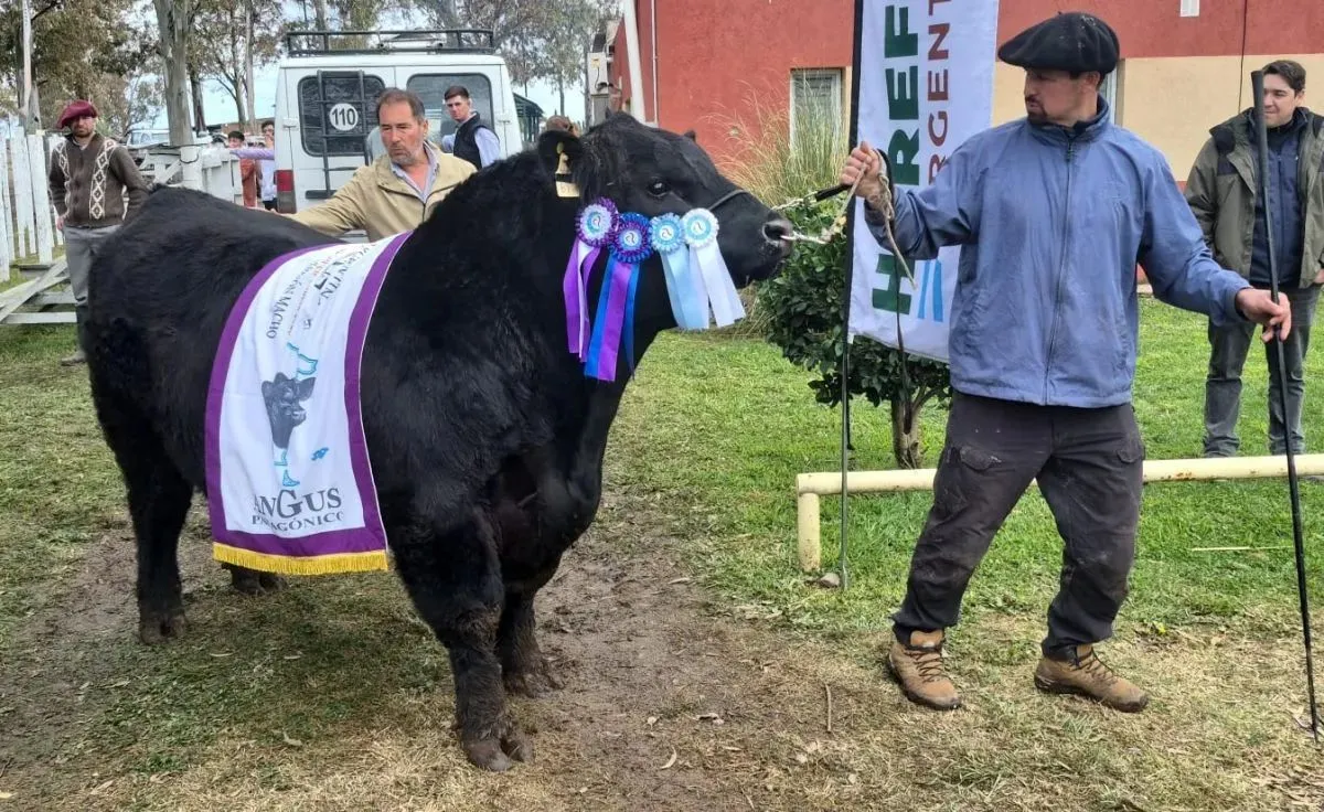 El gran campe&oacute;n Angus de la Expo Conesa.