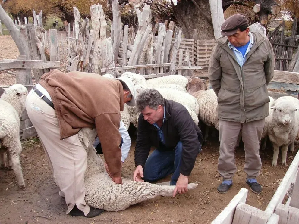 En plena revisación. Foto INTA.