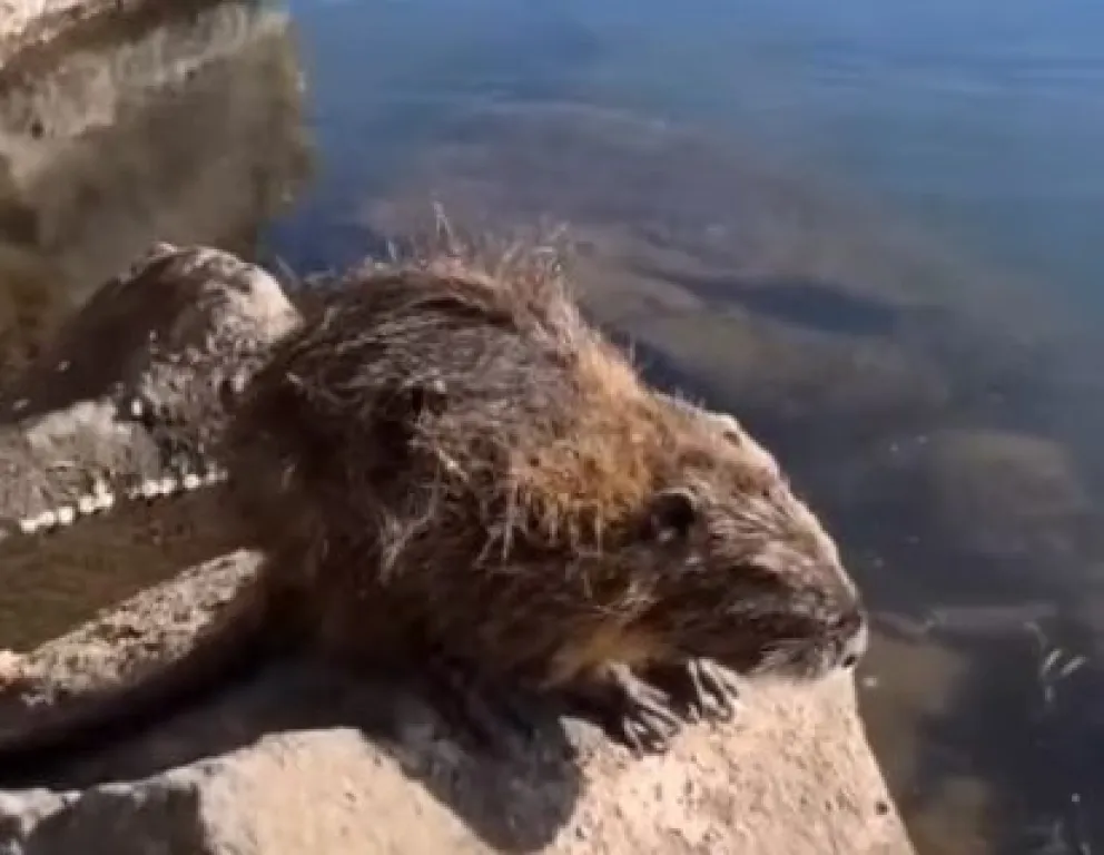 El animal se asemeja a un castor o una nutria y es originario de las zonas templadas de Sudamérica. 