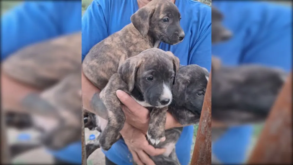 Actualmente hay más de 20 cachorros en el refugio. (Foto Funpabia)