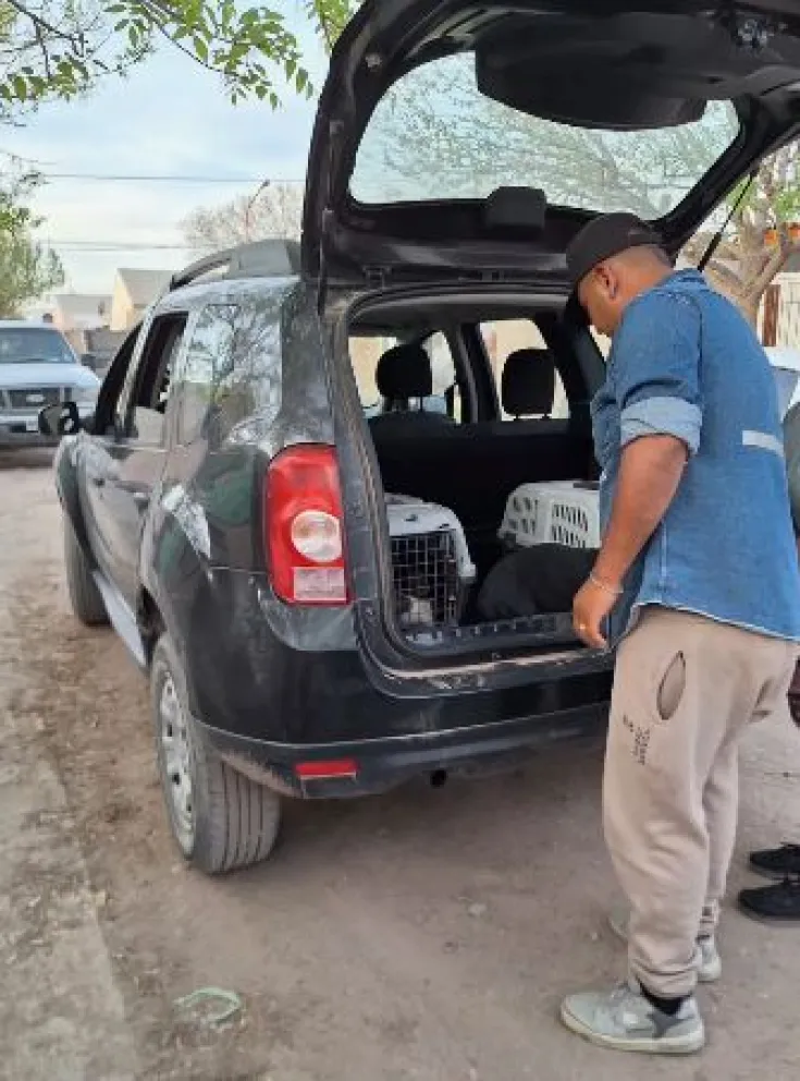Los animales se están recuperando tras vivir en condiciones de hacinamiento y explotación para la venta. (Foto Funpabia)